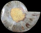 Split Ammonite (Half) - Unusual Coloration #55686-1